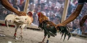 Đá Gà C1 – Giải Đấu Đỉnh Cao Quy Tụ Những Chiến Kê Huyền Thoại