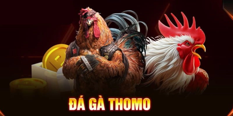 Đá Gà Thomo – Sảnh Cá Cược Uy Tín & Đẳng Cấp Tại 789BET