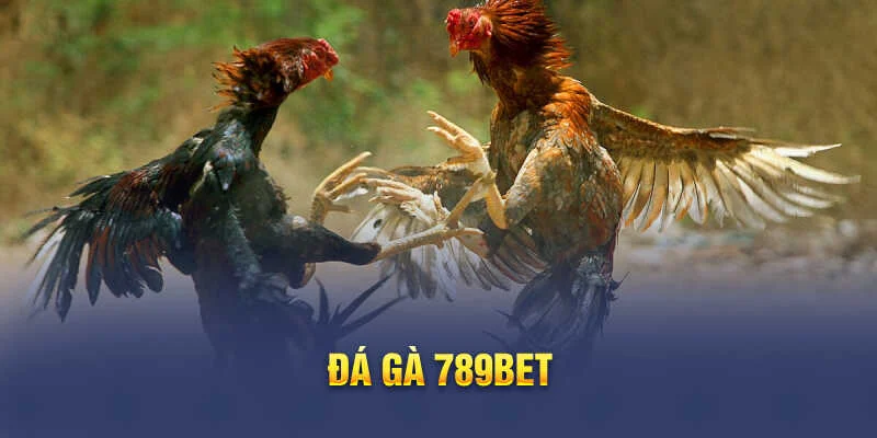 Đá Gà Thomo – Sảnh Cá Cược Uy Tín & Đẳng Cấp Tại 789BET